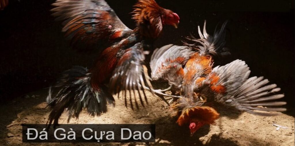 Đá Gà Cựa Dao S666